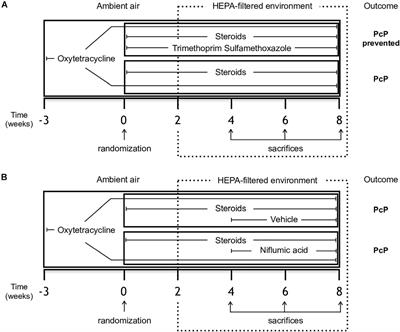 Niflumic Acid Reverses Airway Mucus Excess and Improves Survival in the Rat Model of Steroid-Induced Pneumocystis Pneumonia